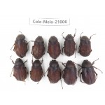 Melolonthidae sp. China, Guizhou, Liupanshui, Shuicheng county. 10Pcs. Cole-Melo-21006.