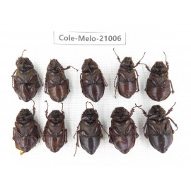 Melolonthidae sp. China, Guizhou, Liupanshui, Shuicheng county. 10Pcs. Cole-Melo-21006.