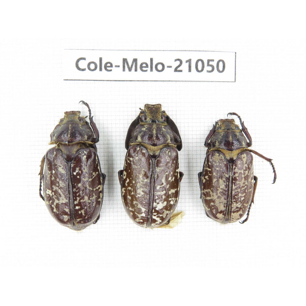 Melolonthidae sp. China, Sichuan, Yajiang county. 3Pcs. Cole-Melo-21050.