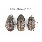 Melolonthidae sp. China, Sichuan, Yajiang county. 3Pcs. Cole-Melo-21050.
