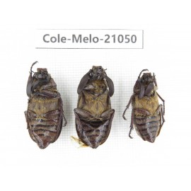 Melolonthidae sp. China, Sichuan, Yajiang county. 3Pcs. Cole-Melo-21050.