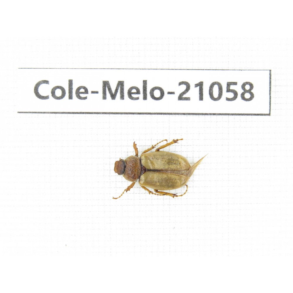 Melolonthidae sp. China, Sichuan, Batang county. 1Pcs. Cole-Melo-21058.