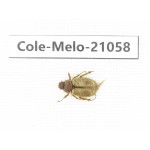 Melolonthidae sp. China, Sichuan, Batang county. 1Pcs. Cole-Melo-21058.
