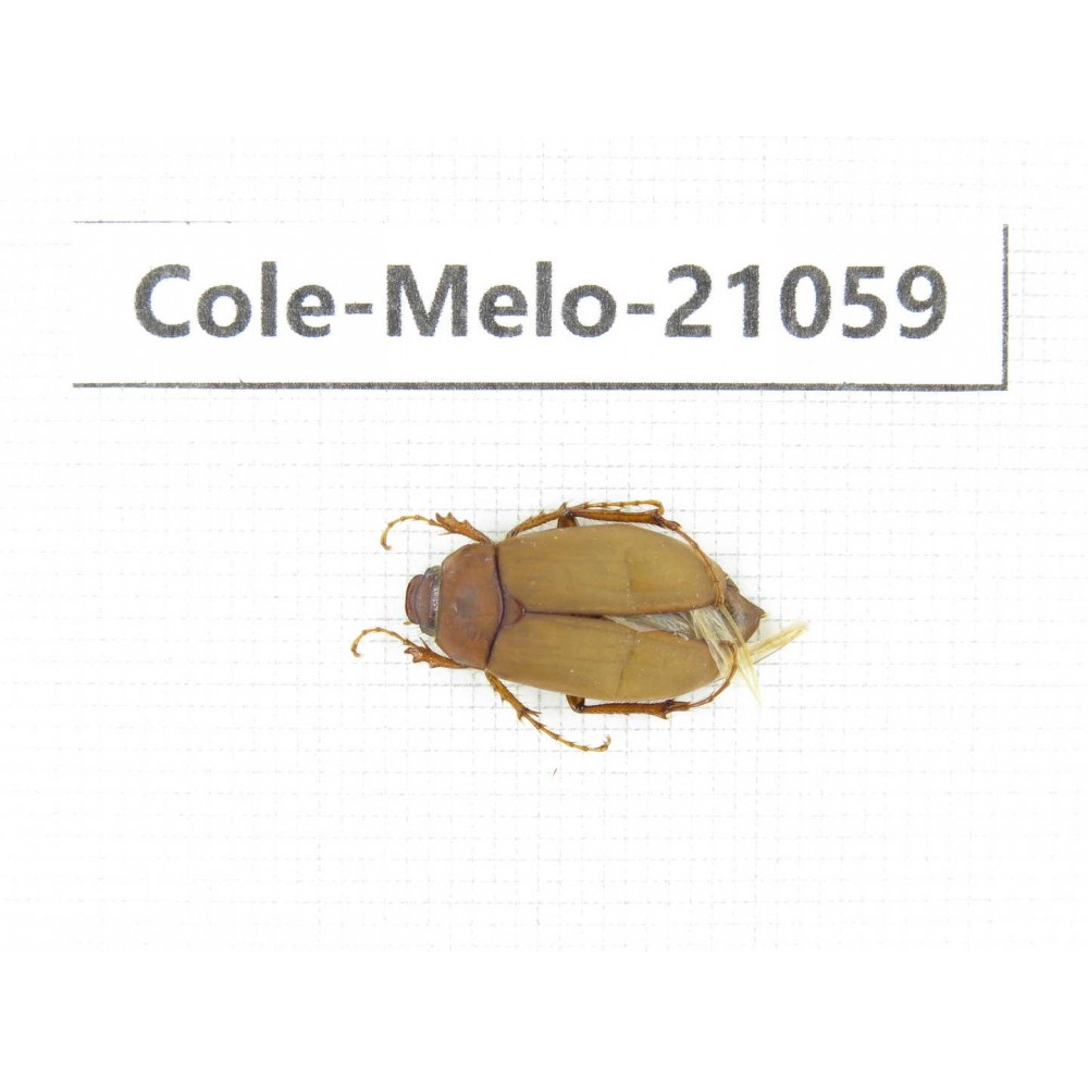 Melolonthidae sp. China, Sichuan, Batang county. 1Pcs. Cole-Melo-21059.