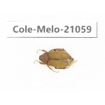 Melolonthidae sp. China, Sichuan, Batang county. 1Pcs. Cole-Melo-21059.