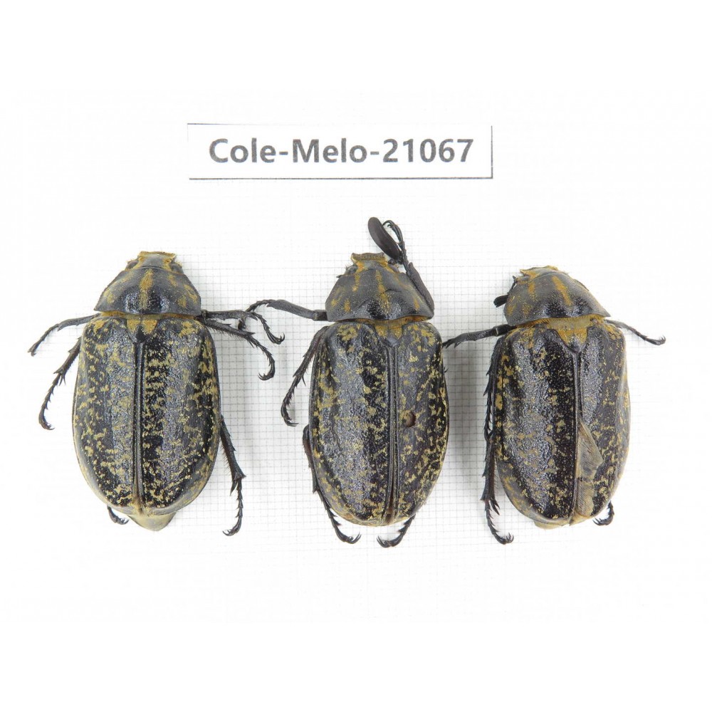 Melolonthidae sp. China, Guangxi, Hezhou county.3Pcs. Cole-Melo-21067.