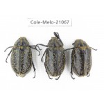 Melolonthidae sp. China, Guangxi, Hezhou county.3Pcs. Cole-Melo-21067.