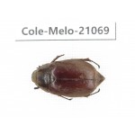 Melolonthidae sp. China, Guangxi, Hezhou county.1Pcs. Cole-Melo-21069.