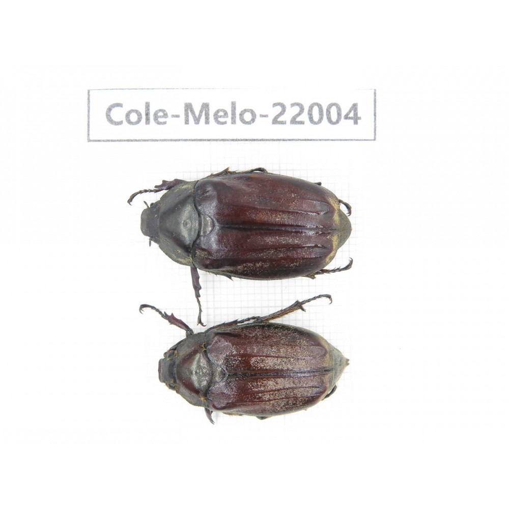 Melolonthidae sp. China, Tibet, Linzhi, Bomi county. 1P. Cole-Melo-22004.