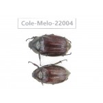 Melolonthidae sp. China, Tibet, Linzhi, Bomi county. 1P. Cole-Melo-22004.
