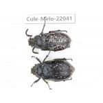 Melolonthidae sp. China, Tibet, Linzhi, Bomi county. 1P. Cole-Melo-22041.
