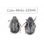 Melolonthidae sp. China, Tibet, Linzhi, Bomi county. 2F. Cole-Melo-22046.