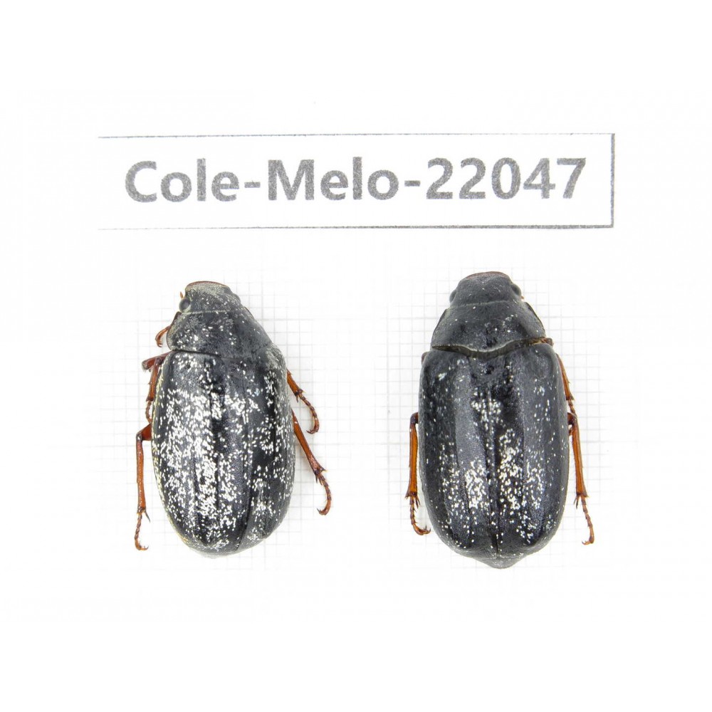 Melolonthidae sp. China, Tibet, Linzhi, Bomi county. 2F. Cole-Melo-22047.