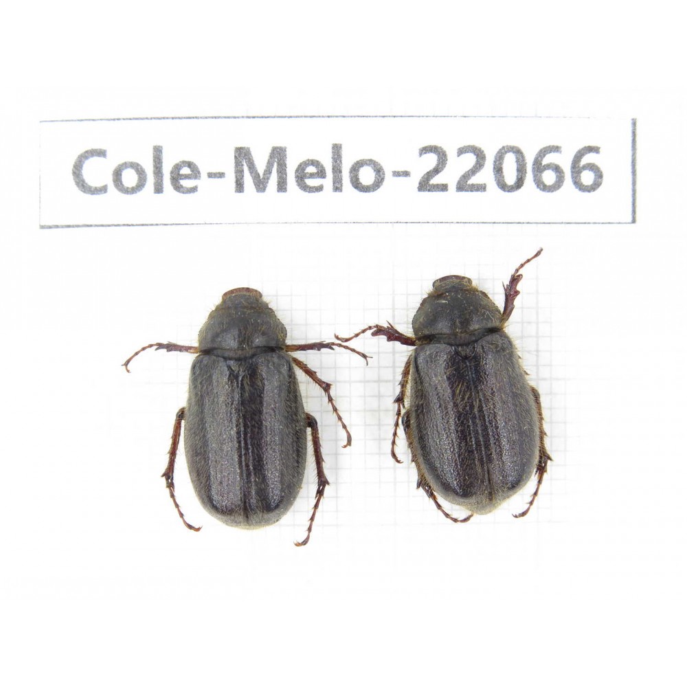 Melolonthidae sp. China, Tibet, Linzhi, Bomi county. 2Pcs. Cole-Melo-22066.