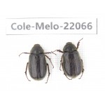 Melolonthidae sp. China, Tibet, Linzhi, Bomi county. 2Pcs. Cole-Melo-22066.