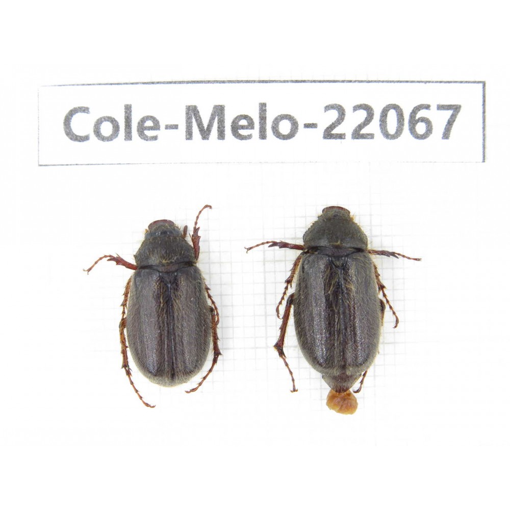 Melolonthidae sp. China, Tibet, Linzhi, Bomi county. 2Pcs. Cole-Melo-22067.