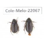 Melolonthidae sp. China, Tibet, Linzhi, Bomi county. 2Pcs. Cole-Melo-22067.