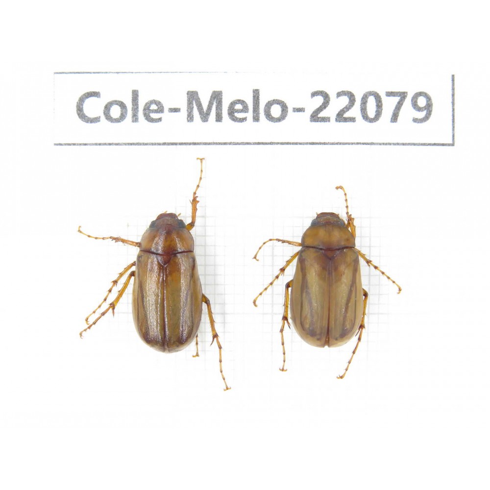 Melolonthidae sp. China,  Tibet, Xigaze, Dingjie county, Chentang. 2Pcs. Cole-Melo-22079.