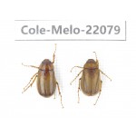 Melolonthidae sp. China,  Tibet, Xigaze, Dingjie county, Chentang. 2Pcs. Cole-Melo-22079.
