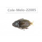 Melolonthidae sp. China,  Tibet, Xigaze, Dingjie county, Chentang. 1F. Cole-Melo-22085.