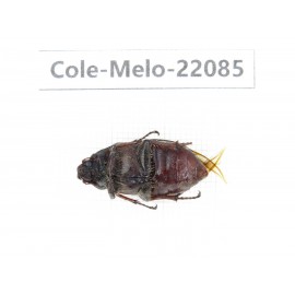 Melolonthidae sp. China,  Tibet, Xigaze, Dingjie county, Chentang. 1F. Cole-Melo-22085.