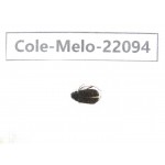 Melolonthidae sp. China,  Tibet, Xigaze, Dingjie county, Chentang. 1Pcs. Cole-Melo-22094.
