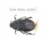 Melolonthidae sp. China, Tibet, Linzhi, Motuo county. 1F. Cole-Melo-22097.