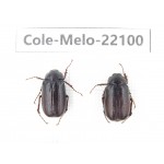 Melolonthidae sp. China, Tibet, Linzhi, Motuo county. 2Pcs. Cole-Melo-22100.