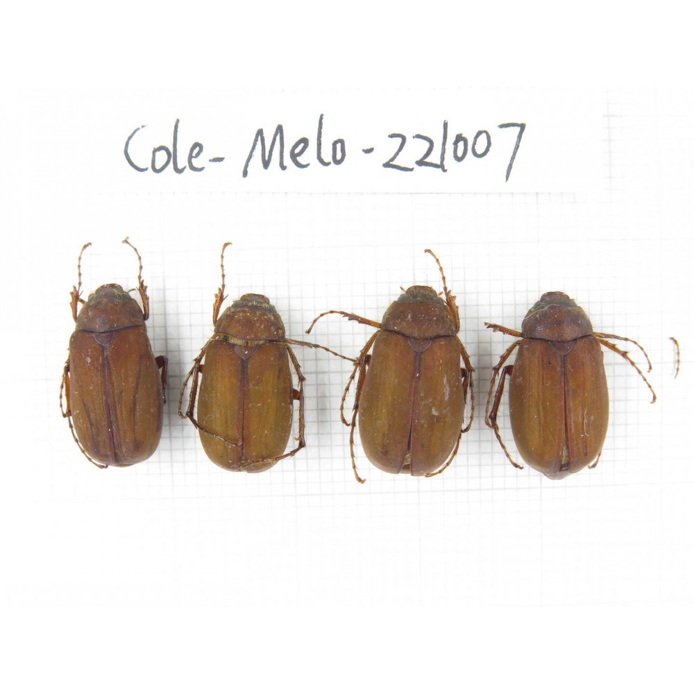 Melolonthidae sp. China, Yunnan, Nujiang, N of Mt.Biluoxueshan.  4Pcs. Cole-Melo-221007.