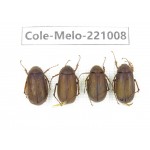 Melolonthidae sp. China, Yunnan, Nujiang, N of Mt.Biluoxueshan.  4Pcs. Cole-Melo-221008.