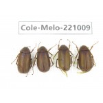 Melolonthidae sp. China, Yunnan, Nujiang, N of Mt.Biluoxueshan.  4Pcs. Cole-Melo-221009.