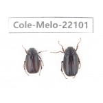 Melolonthidae sp. China, Tibet, Linzhi, Motuo county. 2Pcs. Cole-Melo-22101.