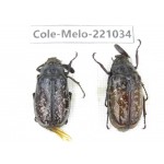 Melolonthidae sp. China, Yunnan, Nujiang, N of Mt.Biluoxueshan.  2Pcs. Cole-Melo-221034.