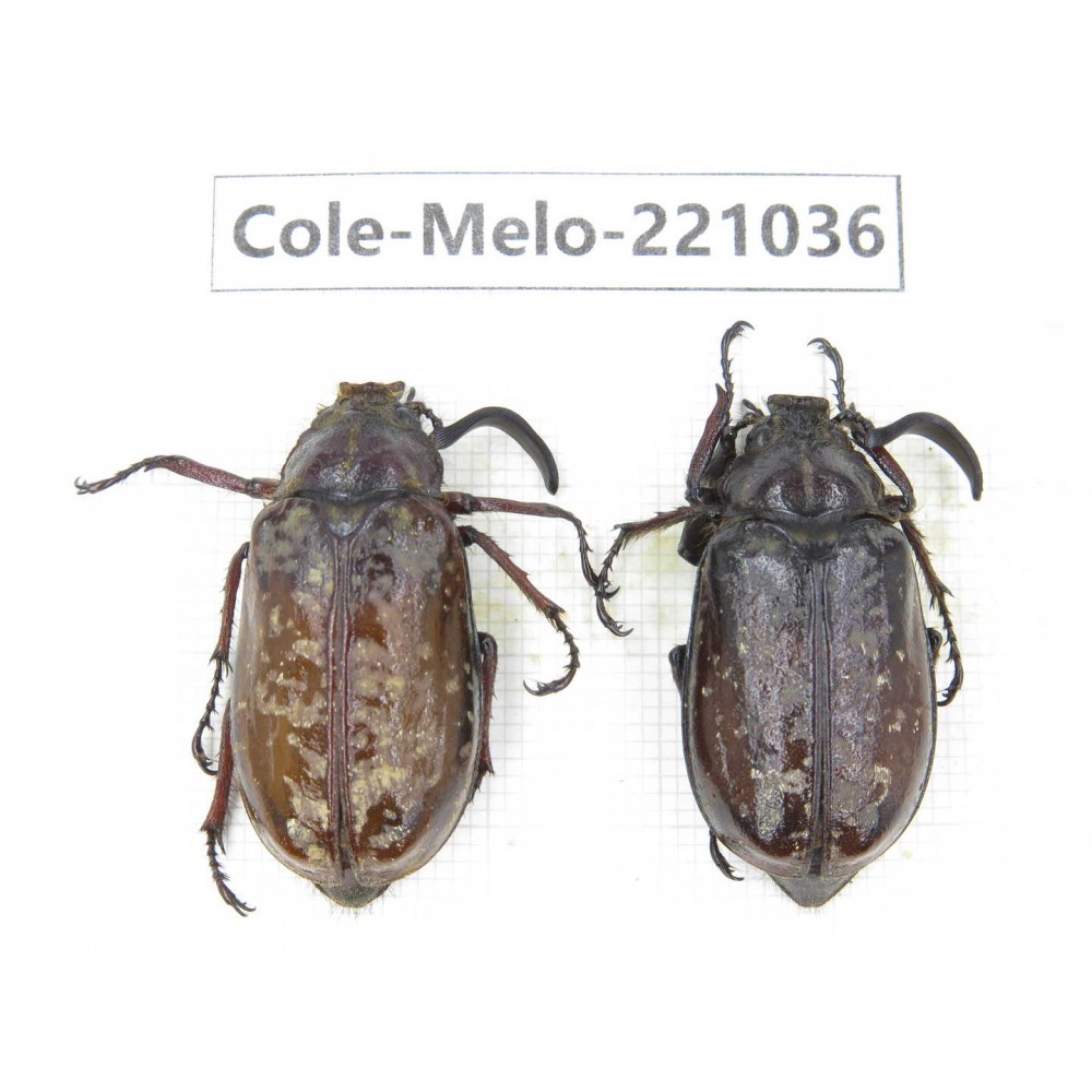 Melolonthidae sp. China, Yunnan, Nujiang, N of Mt.Biluoxueshan.  2Pcs. Cole-Melo-221036.