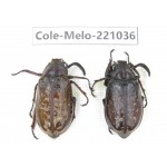 Melolonthidae sp. China, Yunnan, Nujiang, N of Mt.Biluoxueshan.  2Pcs. Cole-Melo-221036.