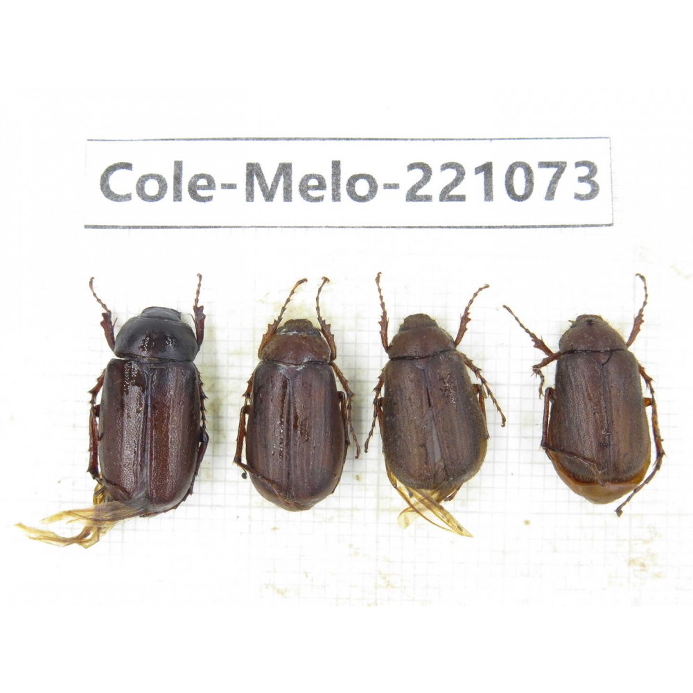 Melolonthidae sp. China, Yunnan, Nujiang, N of Mt.Biluoxueshan.  4Pcs. Cole-Melo-221073.