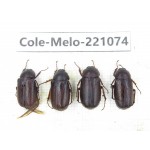 Melolonthidae sp. China, Yunnan, Nujiang, N of Mt.Biluoxueshan.  4Pcs. Cole-Melo-221074.