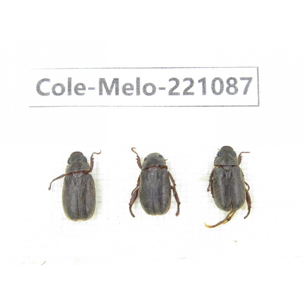 Melolonthidae sp. China, Yunnan, Nujiang, N of Mt.Biluoxueshan.  3Pcs. Cole-Melo-221087.