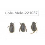 Melolonthidae sp. China, Yunnan, Nujiang, N of Mt.Biluoxueshan.  3Pcs. Cole-Melo-221087.