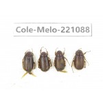 Melolonthidae sp. China, Yunnan, Nujiang, N of Mt.Biluoxueshan.  4Pcs. Cole-Melo-221088.