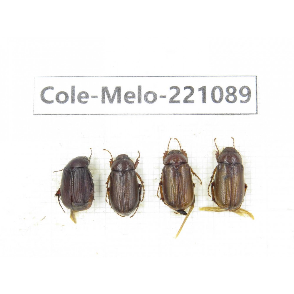 Melolonthidae sp. China, Yunnan, Nujiang, N of Mt.Biluoxueshan.  4Pcs. Cole-Melo-221089.