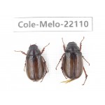 Melolonthidae sp. China, Tibet, Linzhi, Motuo county. 2Pcs. Cole-Melo-22110.