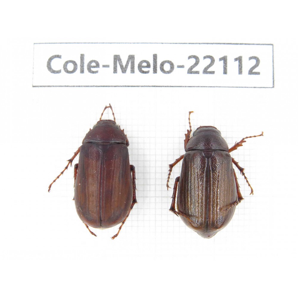 Melolonthidae sp. China, Tibet, Linzhi, Motuo county. 2Pcs. Cole-Melo-22112.