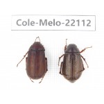 Melolonthidae sp. China, Tibet, Linzhi, Motuo county. 2Pcs. Cole-Melo-22112.