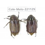 Melolonthidae sp. China, Tibet, Linzhi, Motuo county. 2Pcs. Cole-Melo-221129.