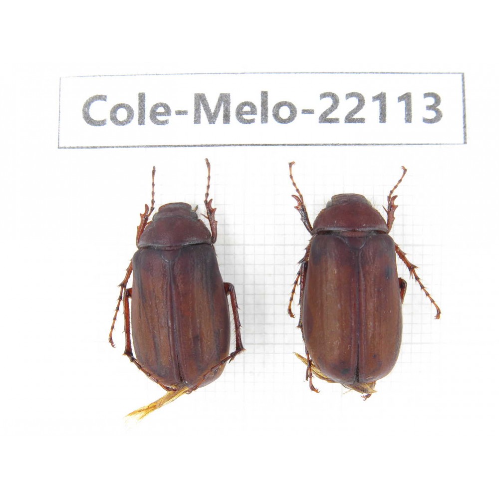 Melolonthidae sp. China, Tibet, Linzhi, Motuo county. 2Pcs. Cole-Melo-22113.