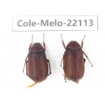 Melolonthidae sp. China, Tibet, Linzhi, Motuo county. 2Pcs. Cole-Melo-22113.