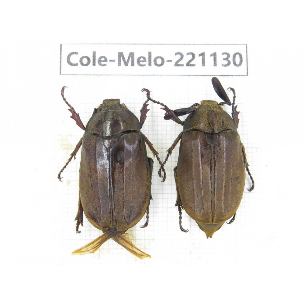 Melolonthidae sp. China, Tibet, Linzhi, Motuo county. 2Pcs. Cole-Melo-221130.