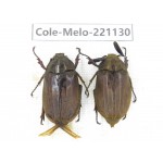Melolonthidae sp. China, Tibet, Linzhi, Motuo county. 2Pcs. Cole-Melo-221130.