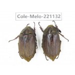 Melolonthidae sp. China, Tibet, Linzhi, Motuo county. 2Pcs. Cole-Melo-221132.